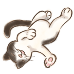 ハチワレたろさ