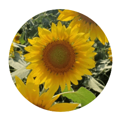 ひまわり　さん