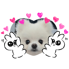 ぷぅぷぅちゃん日常