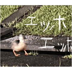 流行りに乗る最先端を走るでかい公園のかも