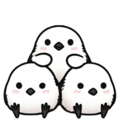 日常のシマエナガ！