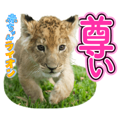 イッテQ！珍獣スタンプ ～南アフリカ編～