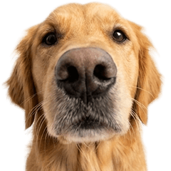 BIG! ゴールデンレトリバー　実写