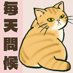 Cute Cats Daily Greeting Stickers