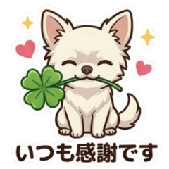 白チワワ・チョコのほっこりメッセージ