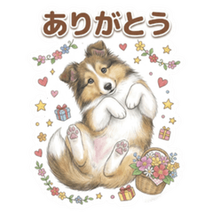 ふわふわシェルティ子犬のやさしい毎日