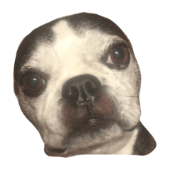 ボストンテリアのげんきくん