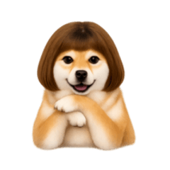 ボブな柴犬