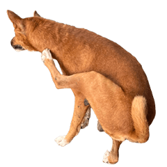 だれの犬？