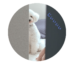 トイプードルのムン 1