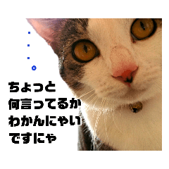 サバ白猫のココさん