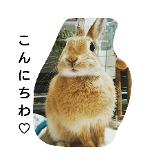 ココやんスタンプ