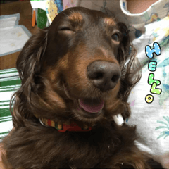 マロン＆ココア