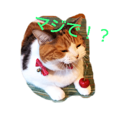 猫のさくちゃんスタンプ