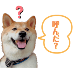 柴犬ヨシヒコⅡ