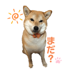 柴犬こまつな！