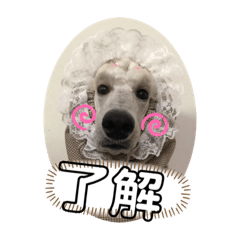 かわい子ちゃん日常