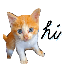 台風の落としもの