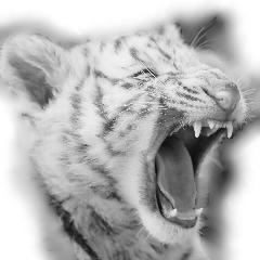 ちびトラのごあいさつ