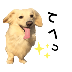 のら犬ではない