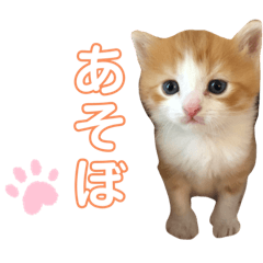 スコファミリー2