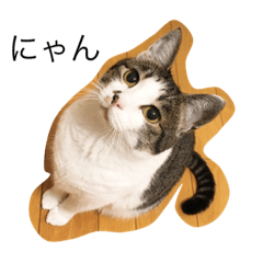 ツンデレぬうの日常