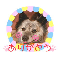 クセの強いイッヌたち