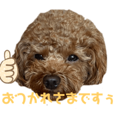 トイプードルチョコ君専用♡