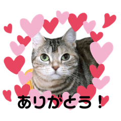 アメショーのからし