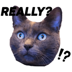 アメリカ生まれロス育ちフリンちゃんの感情