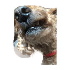 ぼんこついぬこ 3