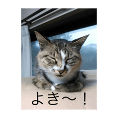 いえねこ 麒麟ちゃん