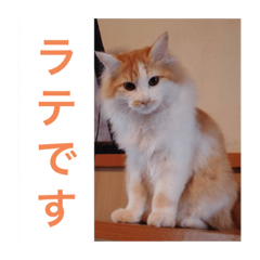 袖ヶ浦三兄弟ラテモモムギ