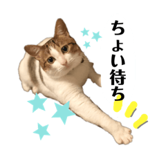 俺様は小次郎。4