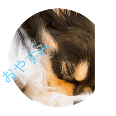 コロンちゃんとそのお友達