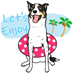 スムースボーダーコリーの日常 2020