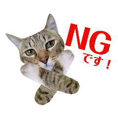 猫の寅次郎くん。vol.5