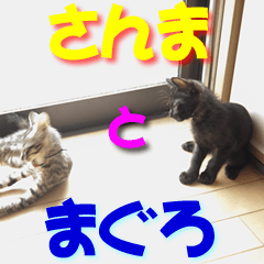 さんまとまぐろ