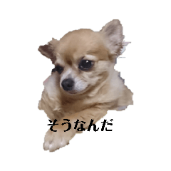 おおしまけのいちぞく