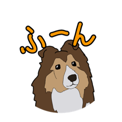 シェルティのサンシャインくん