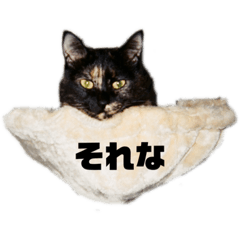 サビ猫はなちゃん