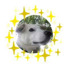 いぬのまお　ワン