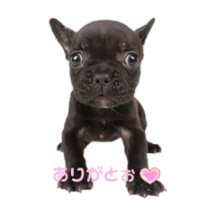 日常使えるフレンチセットパック