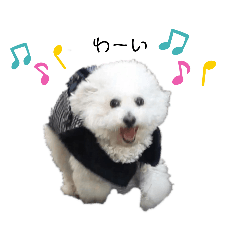 白いもふもふアフロ犬②