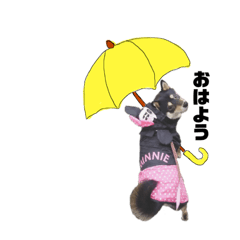 黒柴ひめちゃん