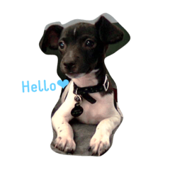 トイフォのオレオくん