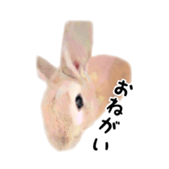 うさぎのオレン[日常]