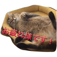 ニャンコの返事