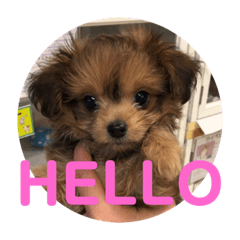 ロッキー君の日常スタンプNo2