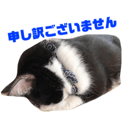 ハチワレねこ次元の敬語スタンプ